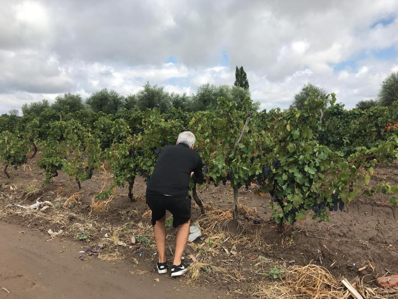 Sangiovese Cabanas Willa San Rafael  Zewnętrze zdjęcie