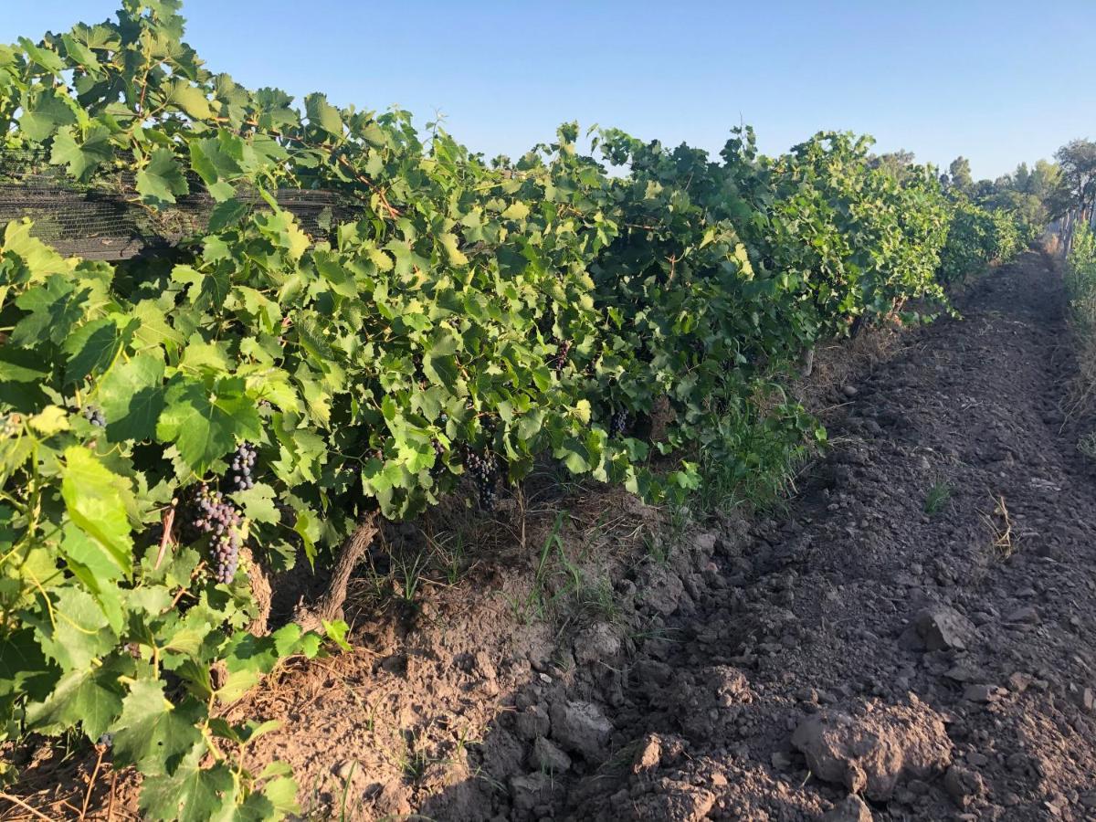 Sangiovese Cabanas Willa San Rafael  Zewnętrze zdjęcie